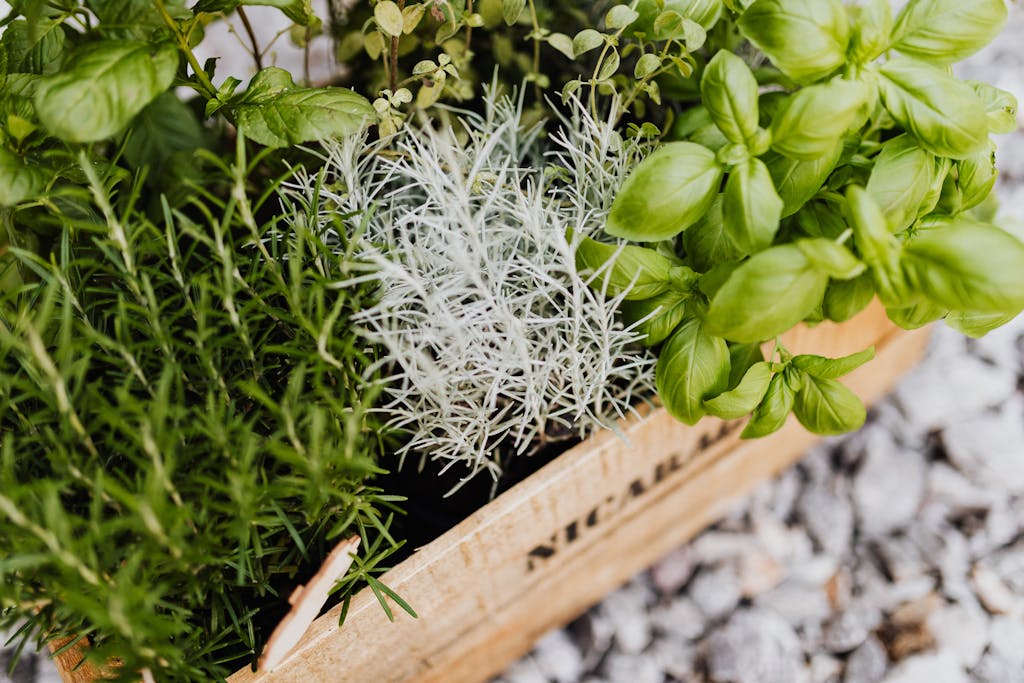 A vibrant collection of herbs in a wooden crate, perfect for cooking and gardening enthusiasts.